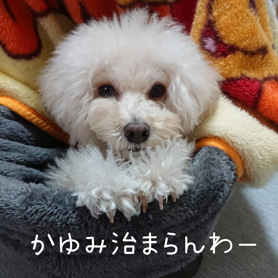 f:id:kotaro-dog:20211212152048j:plain