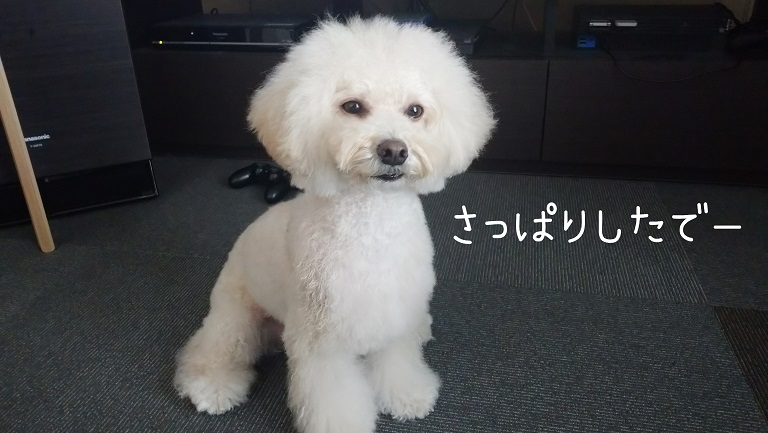 f:id:kotaro-dog:20211212161222j:plain