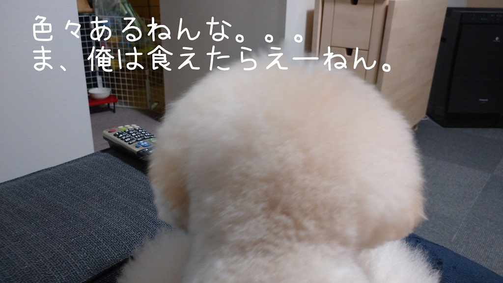 f:id:kotaro-dog:20220205234503j:plain