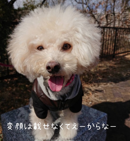f:id:kotaro-dog:20220211164132j:plain