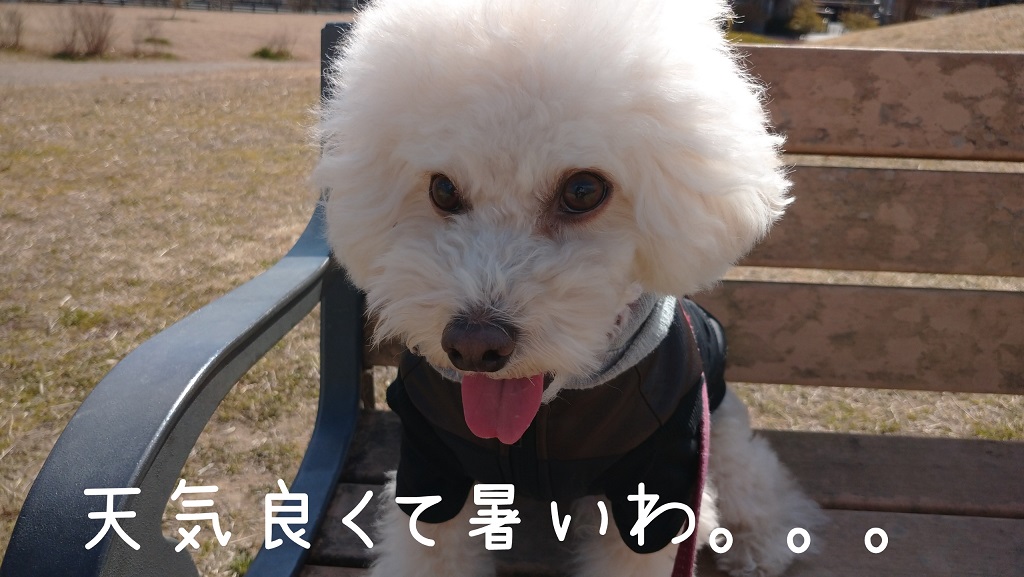 f:id:kotaro-dog:20220211164205j:plain