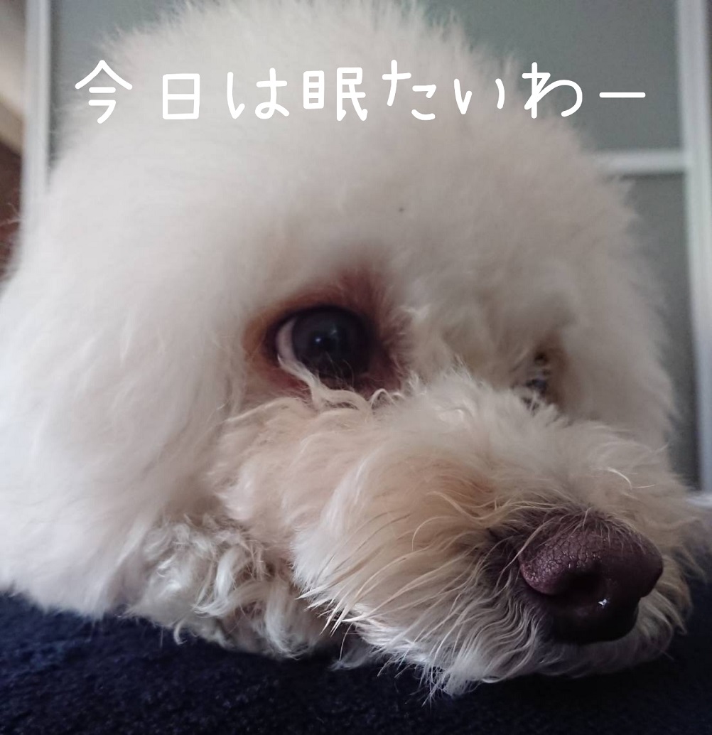 f:id:kotaro-dog:20220410160728j:plain