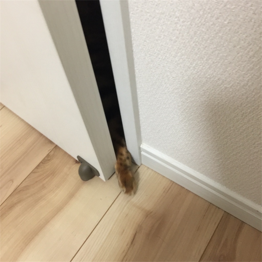 f:id:kotaro-nyan:20161127210745j:image