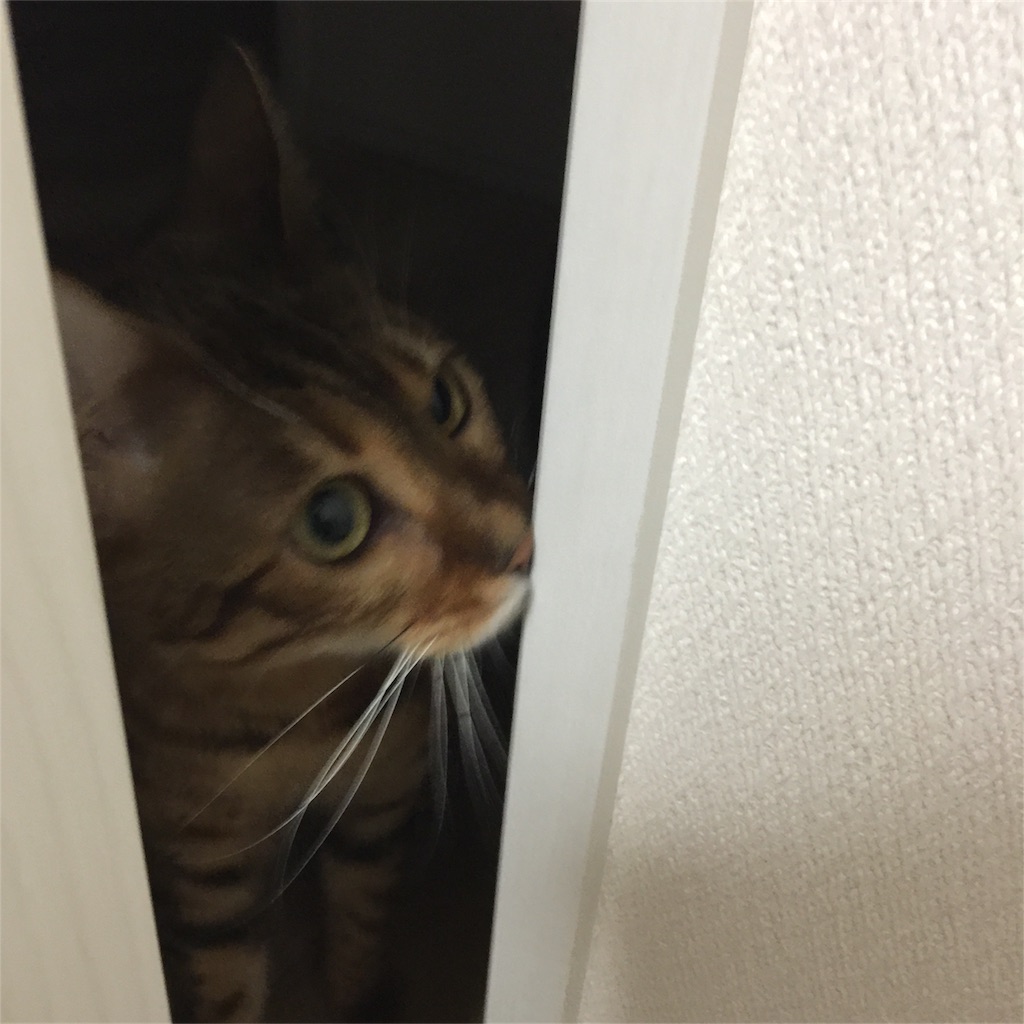 f:id:kotaro-nyan:20161127210800j:image