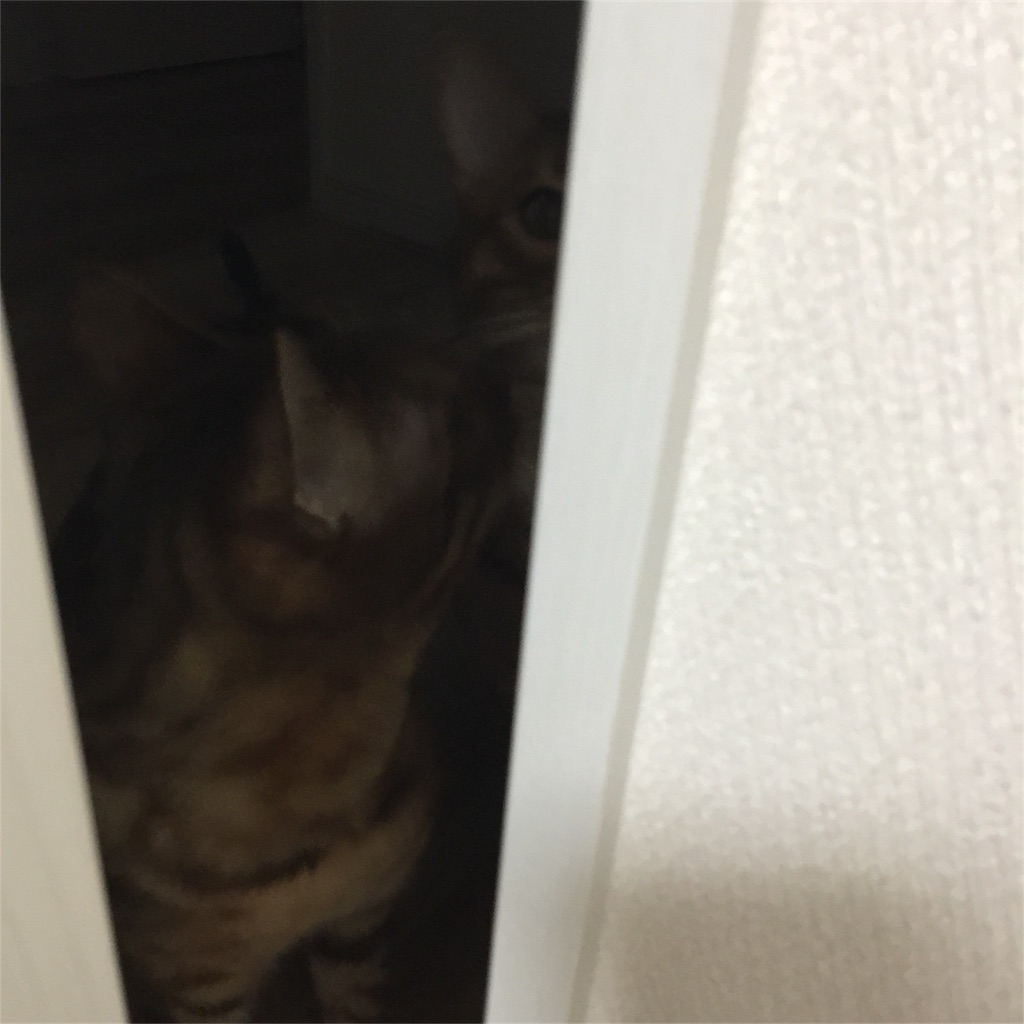 f:id:kotaro-nyan:20161127210827j:image