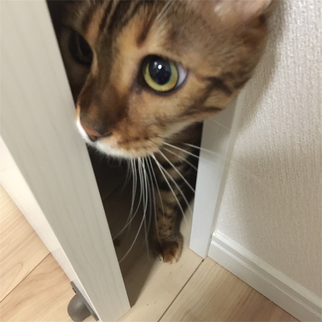 f:id:kotaro-nyan:20161127210941j:image