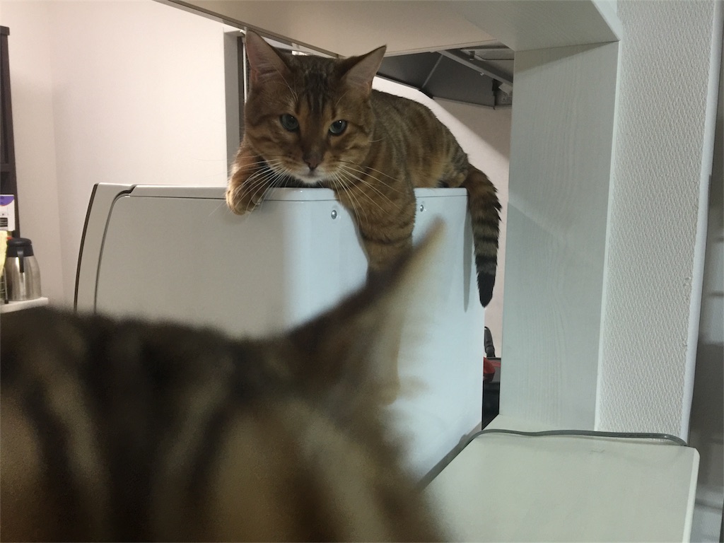 f:id:kotaro-nyan:20161221000049j:image