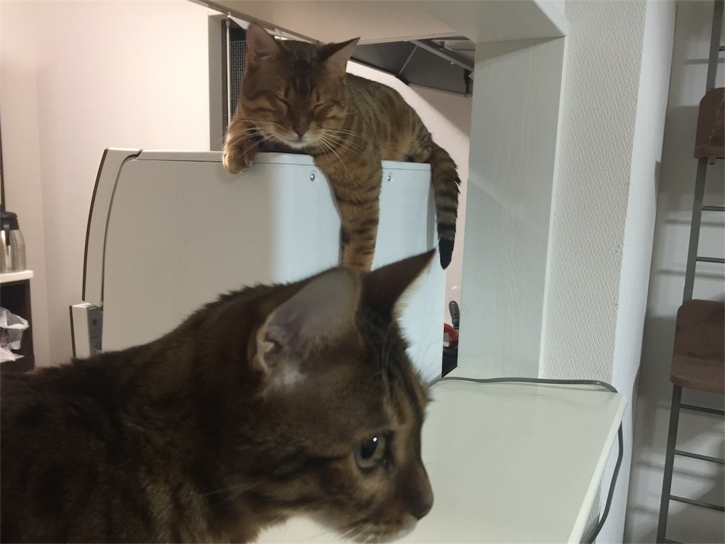 f:id:kotaro-nyan:20161221000057j:image