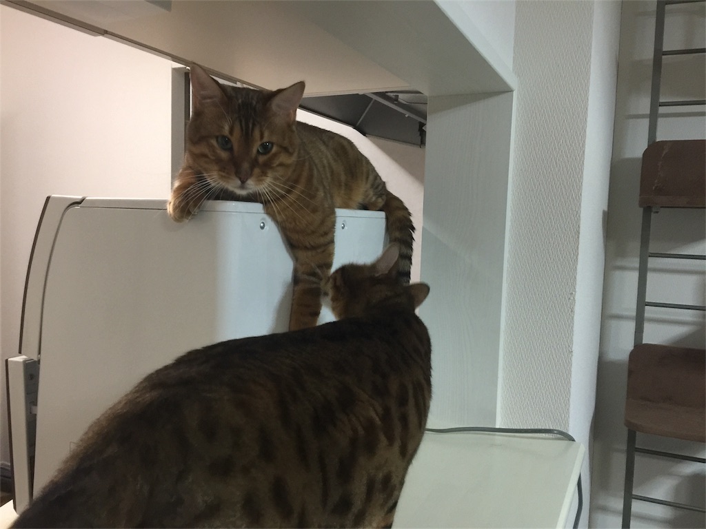 f:id:kotaro-nyan:20161221000116j:image