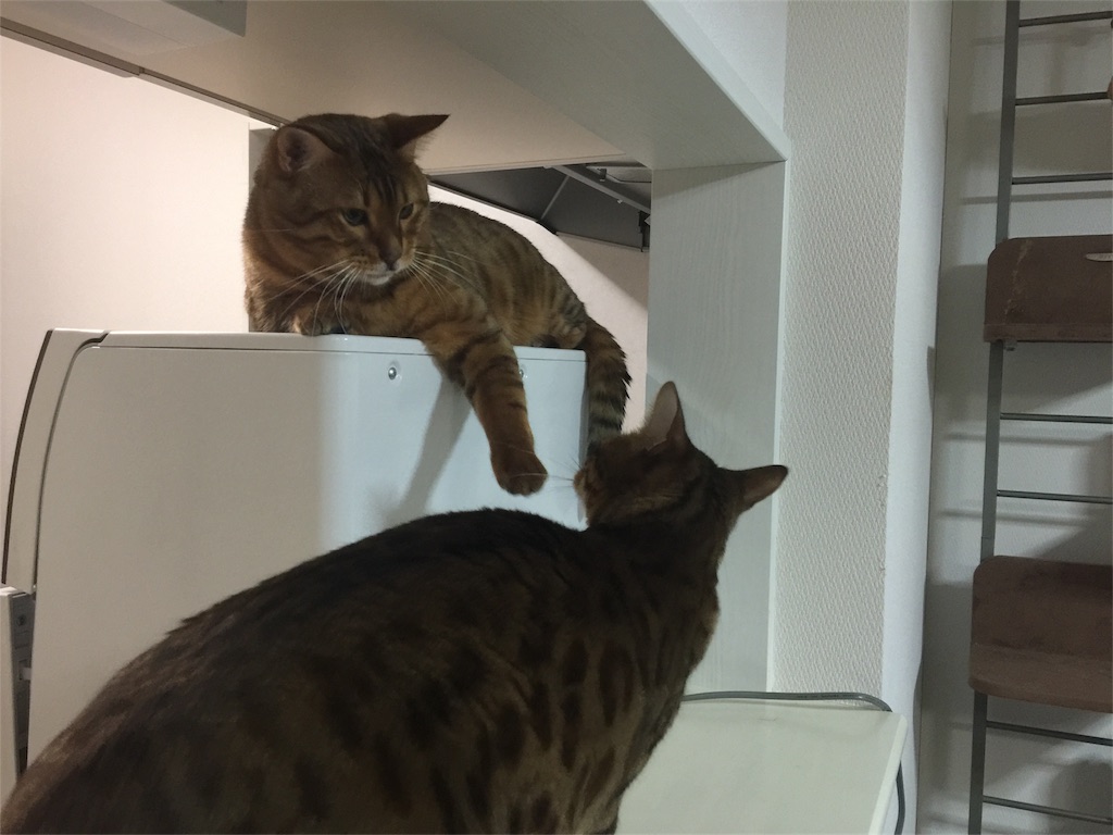 f:id:kotaro-nyan:20161221000128j:image