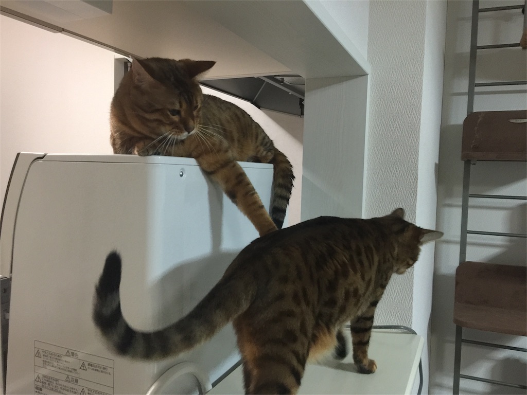 f:id:kotaro-nyan:20161221000136j:image