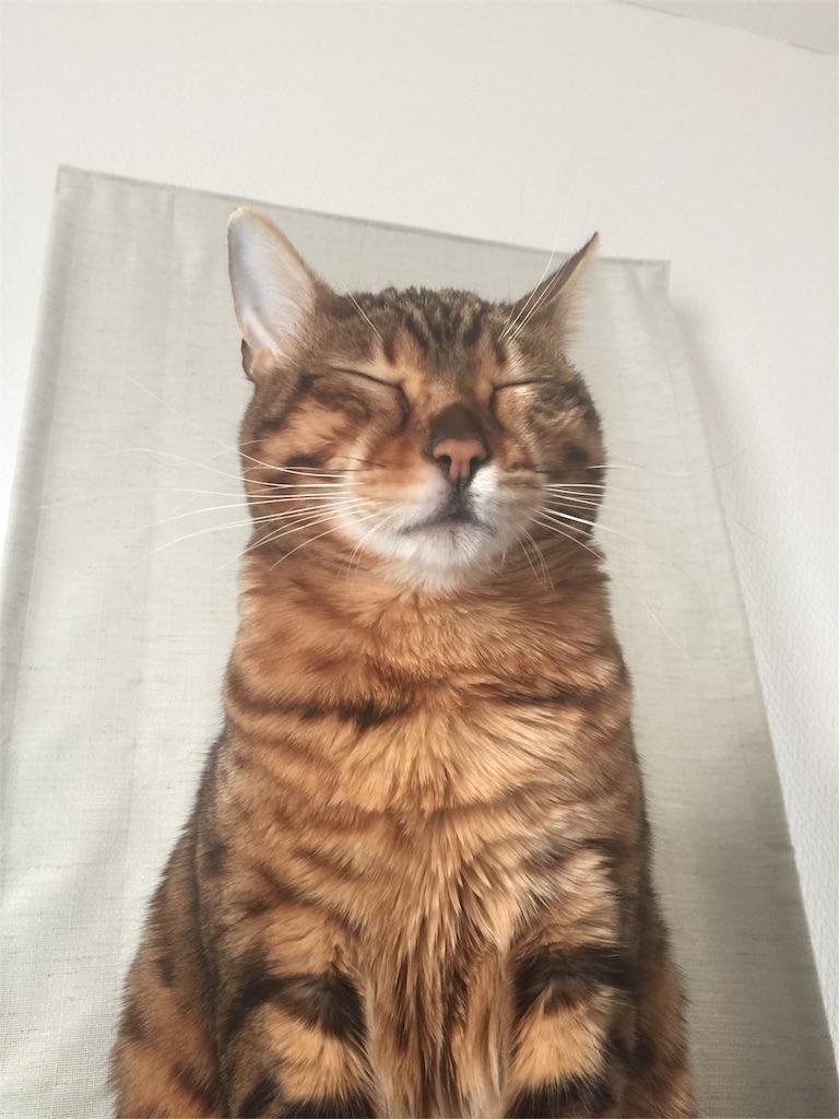 f:id:kotaro-nyan:20170317074152j:image