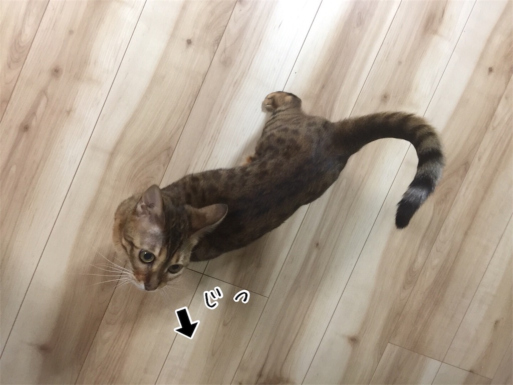 f:id:kotaro-nyan:20170530211924j:image