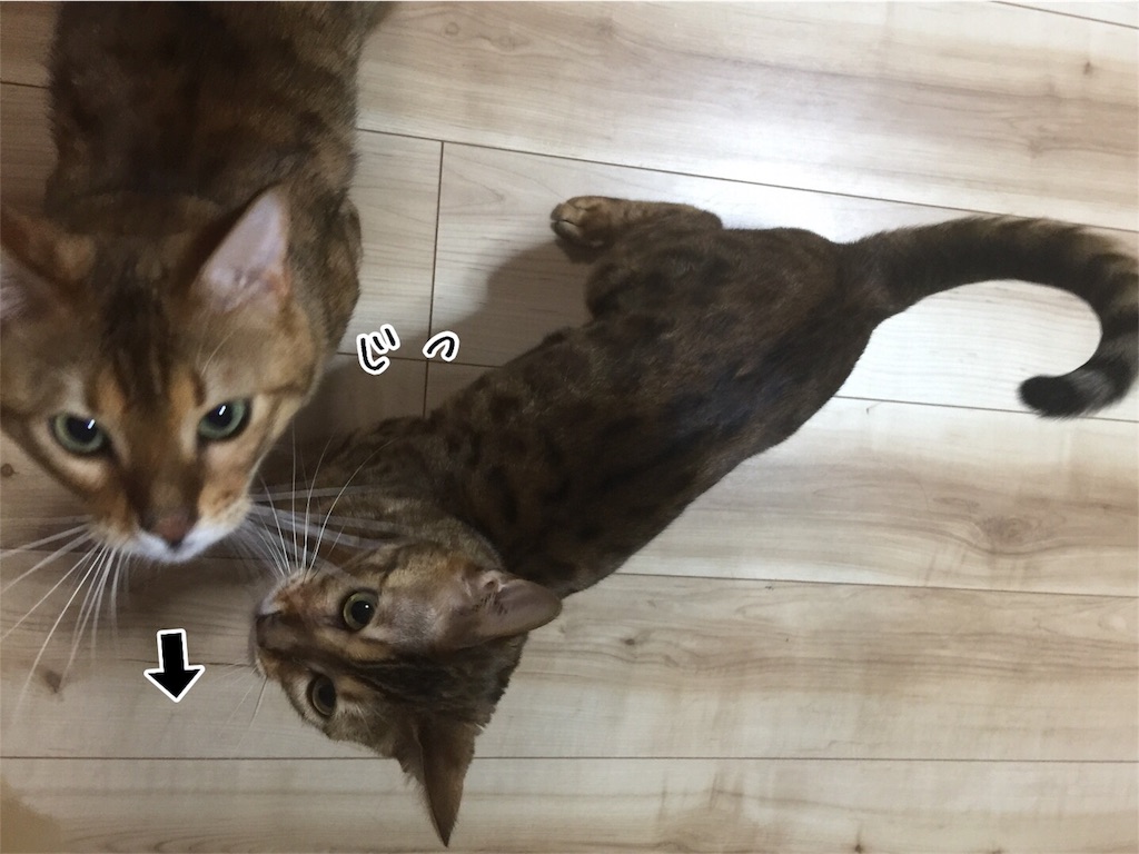 f:id:kotaro-nyan:20170530211933j:image