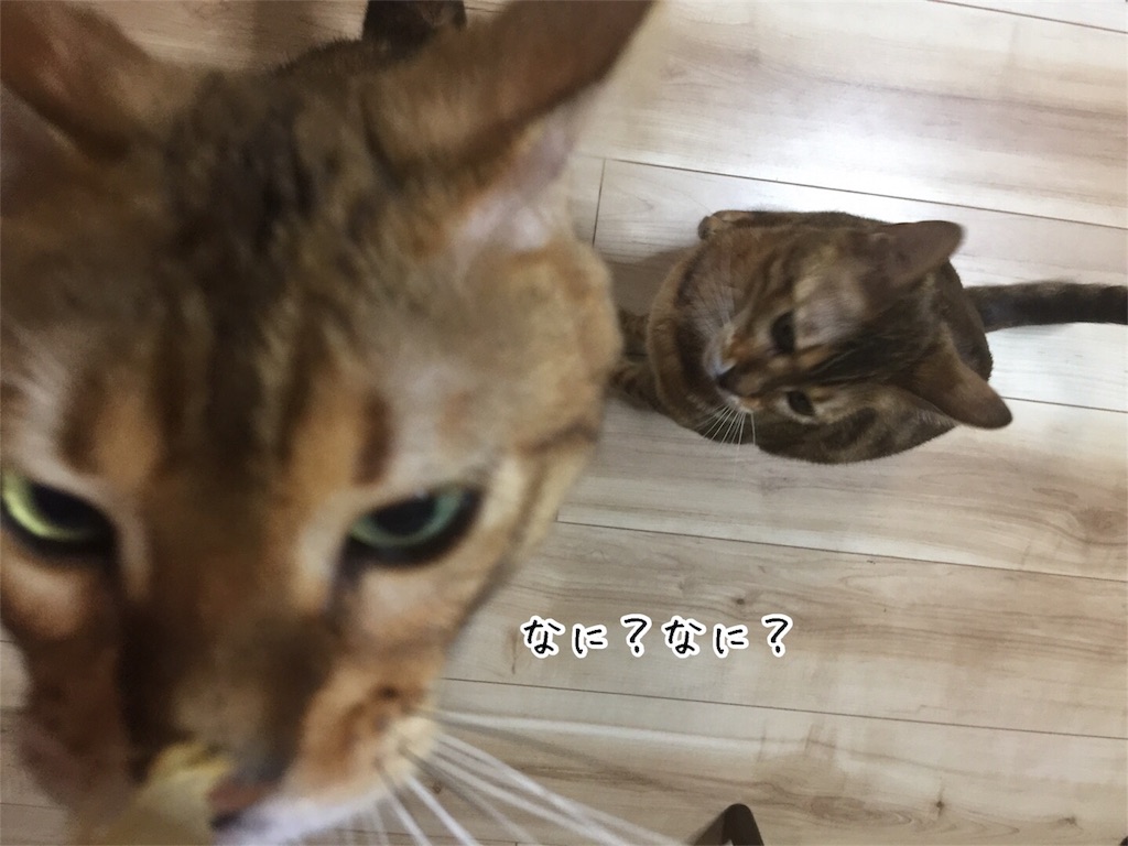 f:id:kotaro-nyan:20170530212934j:image