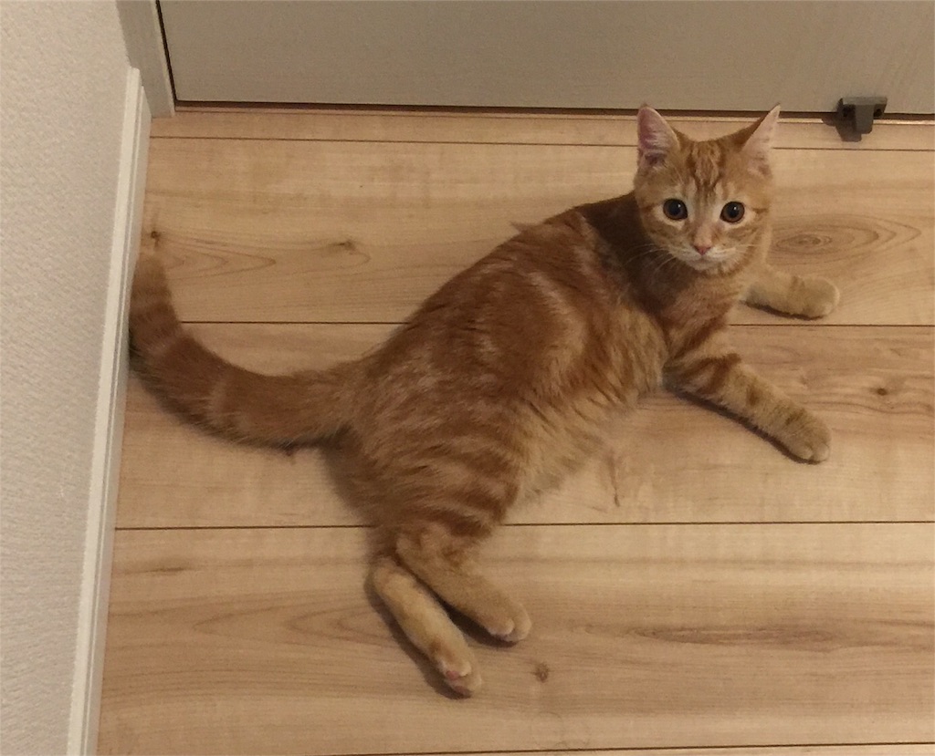 f:id:kotaro-nyan:20170906075328j:image