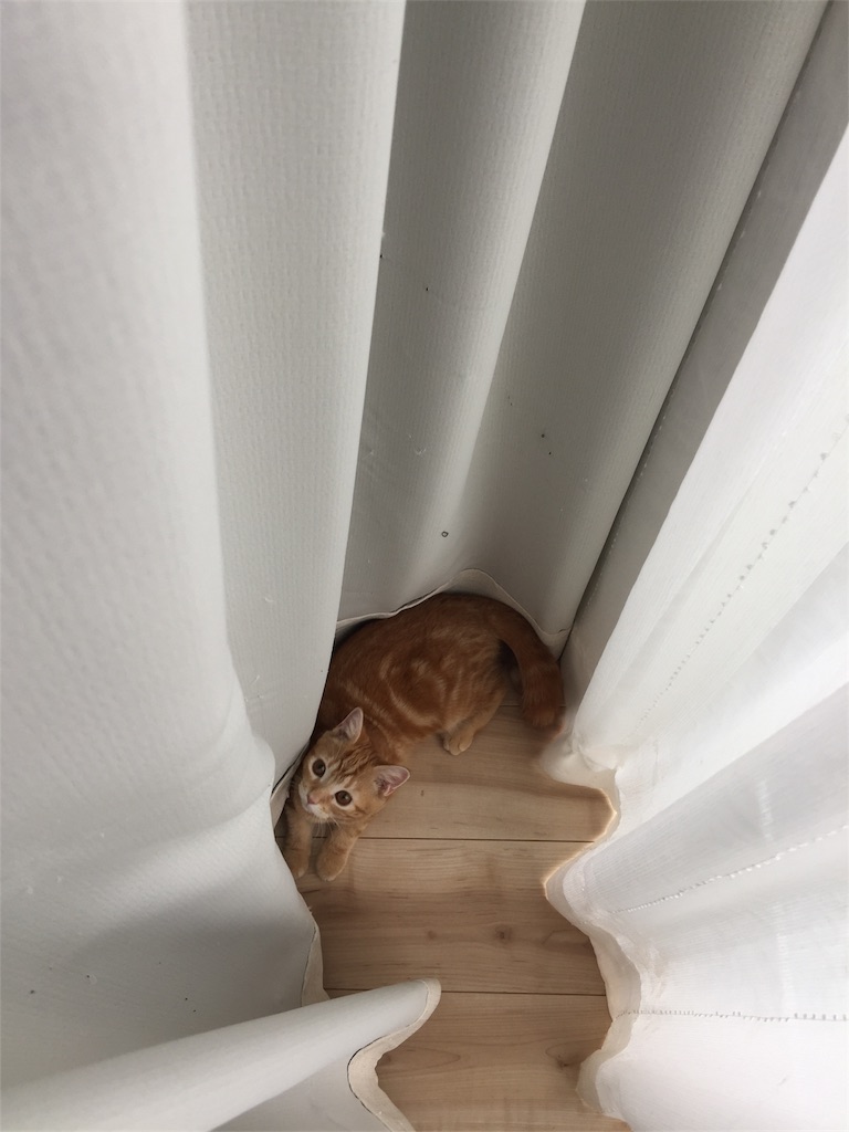 f:id:kotaro-nyan:20170924085451j:image