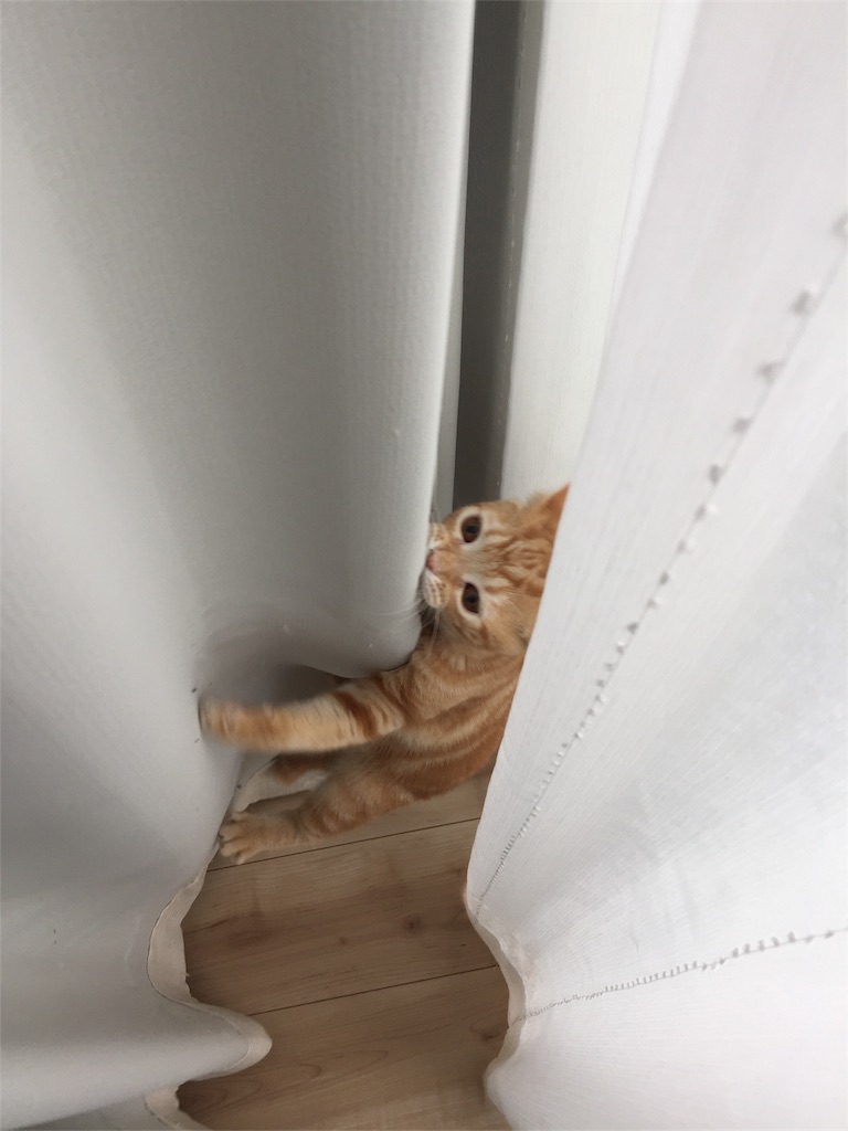 f:id:kotaro-nyan:20170924085513j:image