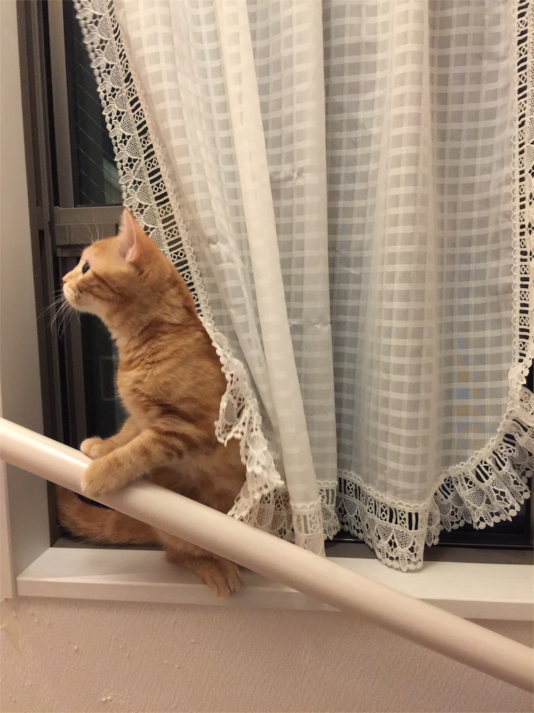 f:id:kotaro-nyan:20170930234818j:image