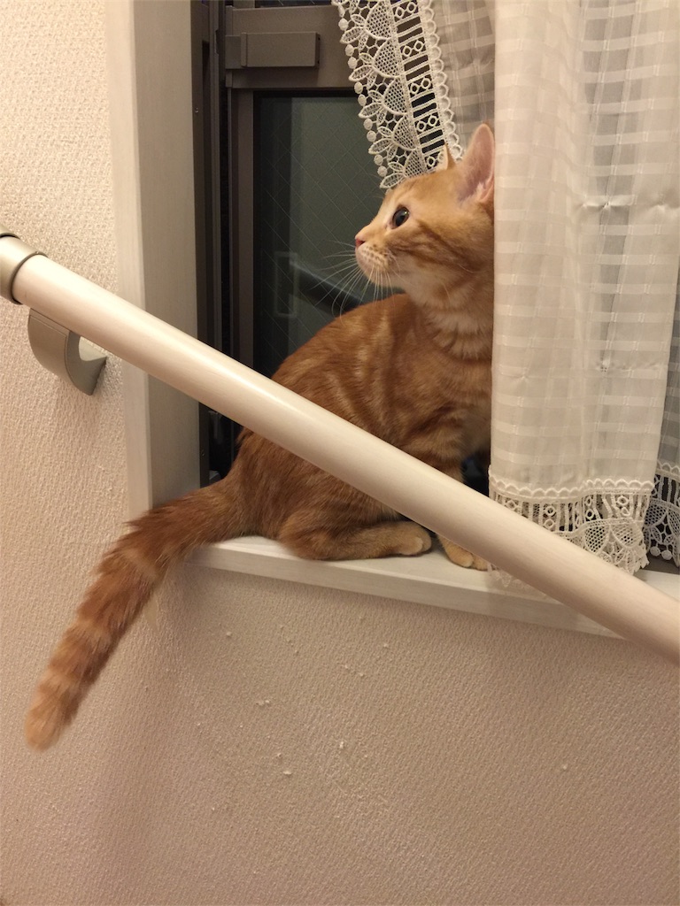 f:id:kotaro-nyan:20170930234842j:image