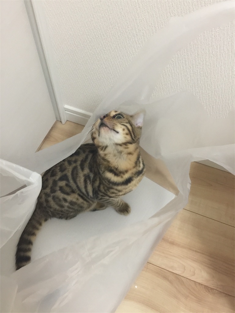 f:id:kotaro-nyan:20171107193836j:image