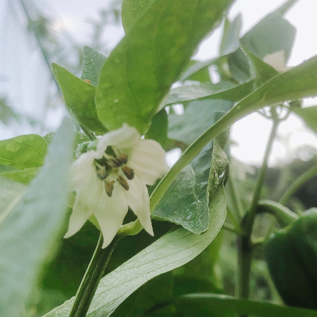 f:id:kotaro1538:20200930102808j:image