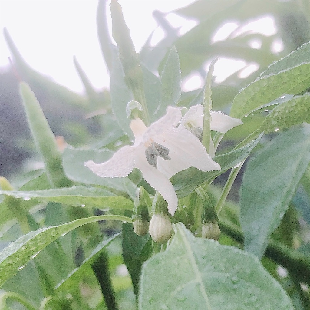 f:id:kotaro1538:20200930102846j:image