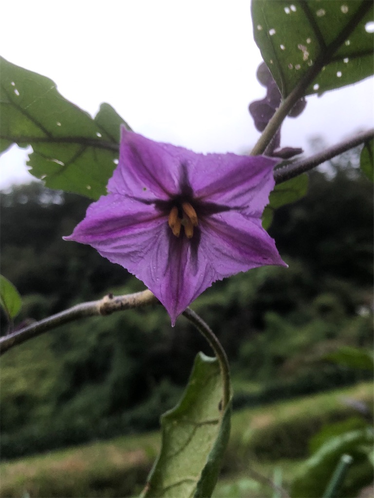 f:id:kotaro1538:20201005113438j:image