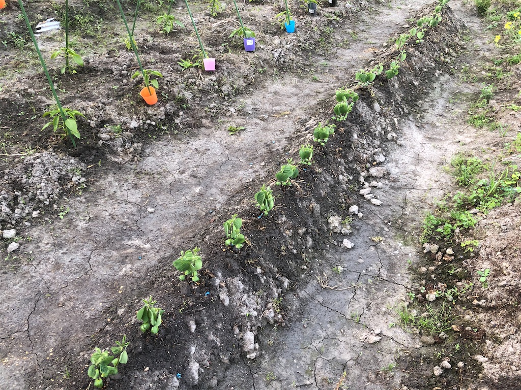 f:id:kotaro1538:20210423234501j:image