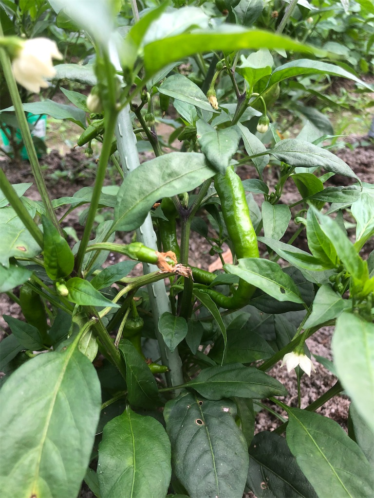 f:id:kotaro1538:20210613100247j:image