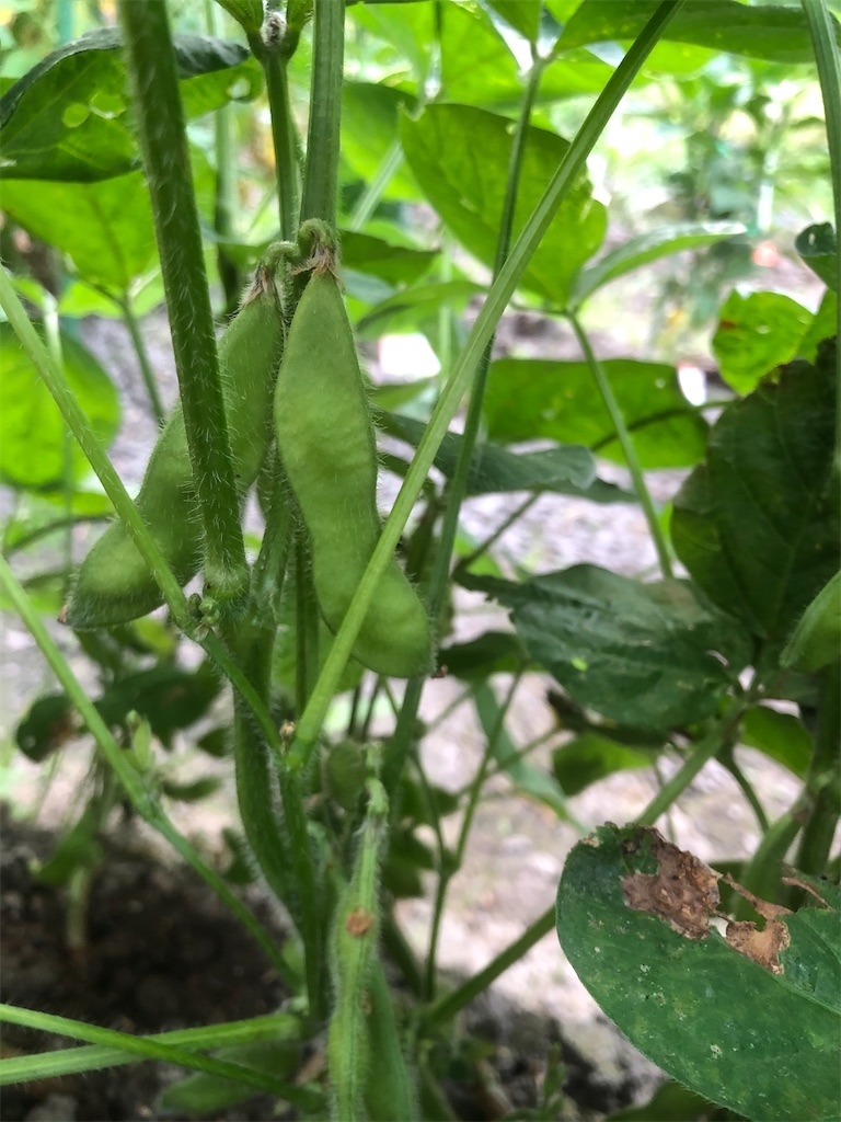 f:id:kotaro1538:20210613100458j:image