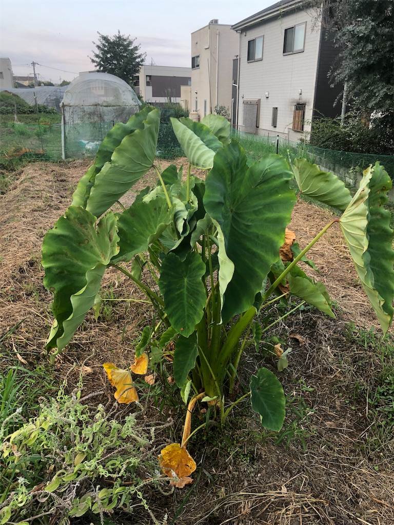 f:id:kotaro1538:20210831133020j:image f:id:kotaro1538:20210831133020j:image