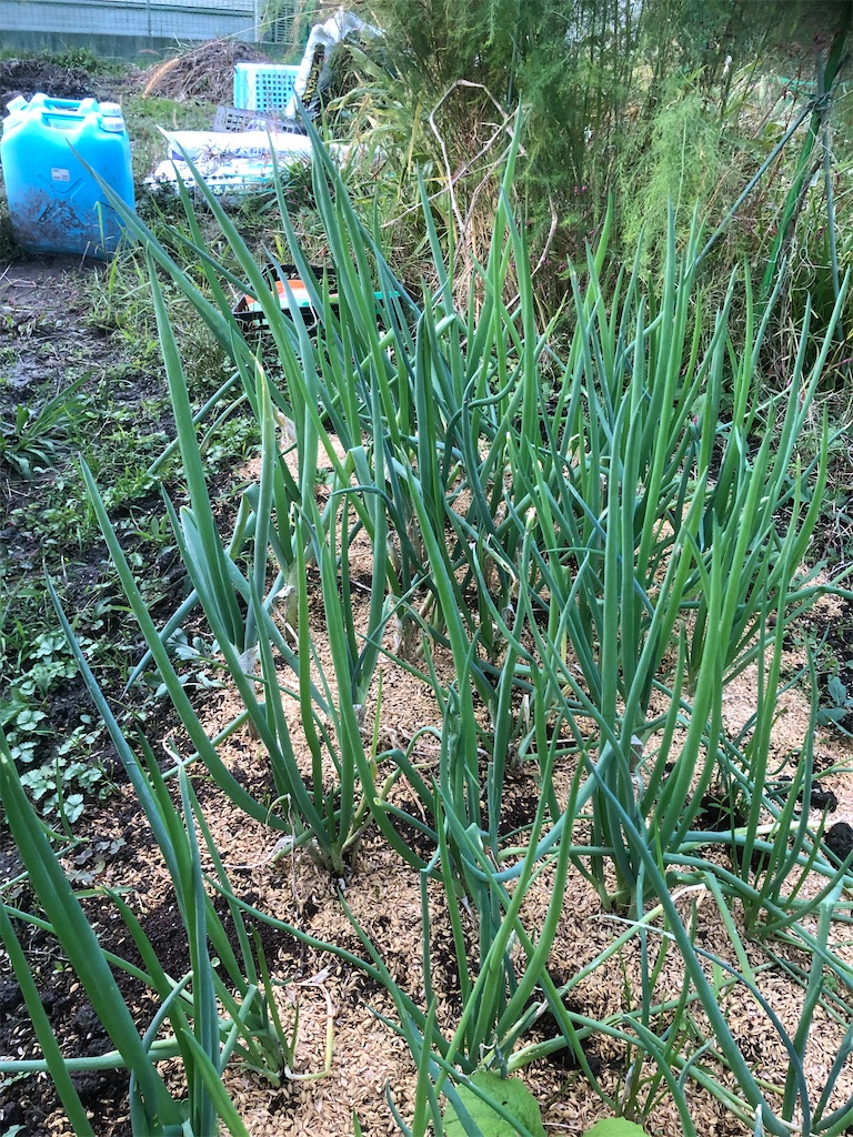 f:id:kotaro1538:20211028122617j:image