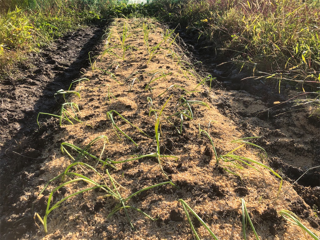 f:id:kotaro1538:20211031081113j:image