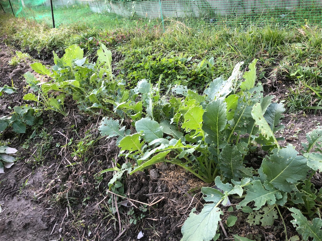 f:id:kotaro1538:20211031081122j:image