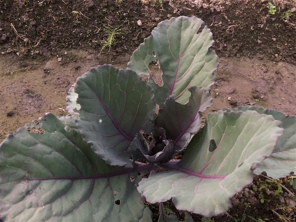 f:id:kotaro1538:20211101214338j:image