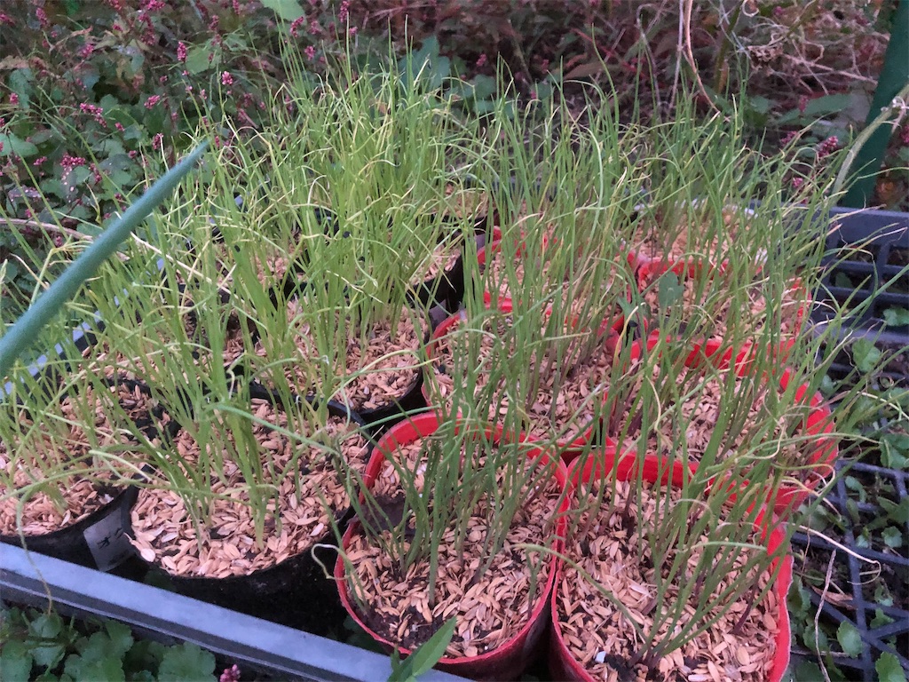 f:id:kotaro1538:20211101214341j:image