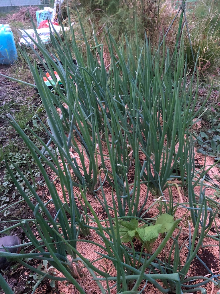 f:id:kotaro1538:20211101214344j:image