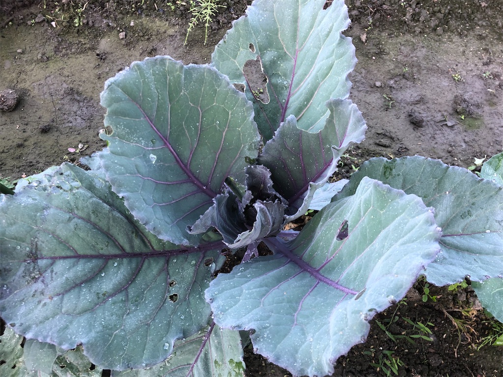 f:id:kotaro1538:20211104133558j:image