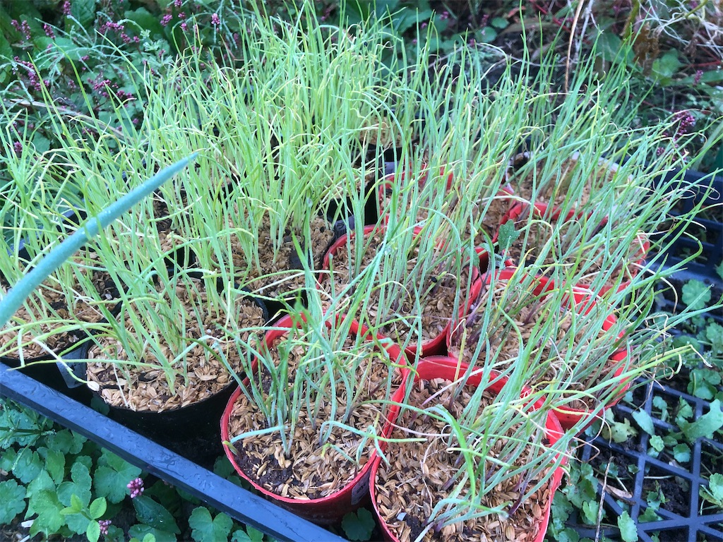 f:id:kotaro1538:20211104133609j:image