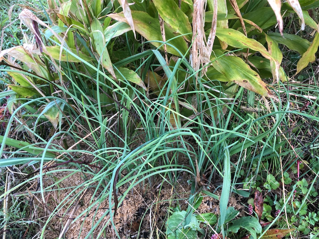 f:id:kotaro1538:20211109194145j:image