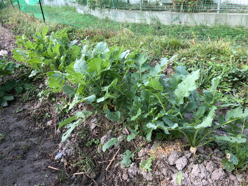 f:id:kotaro1538:20211109194152j:image