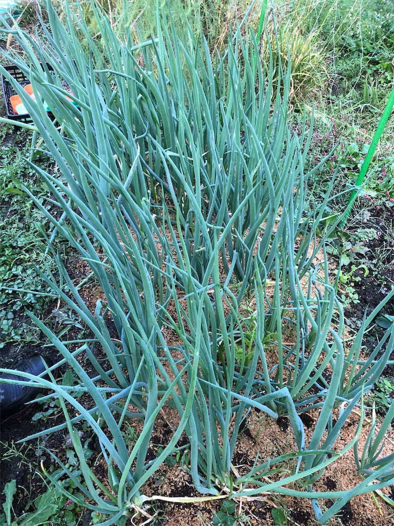 f:id:kotaro1538:20211109194403j:image