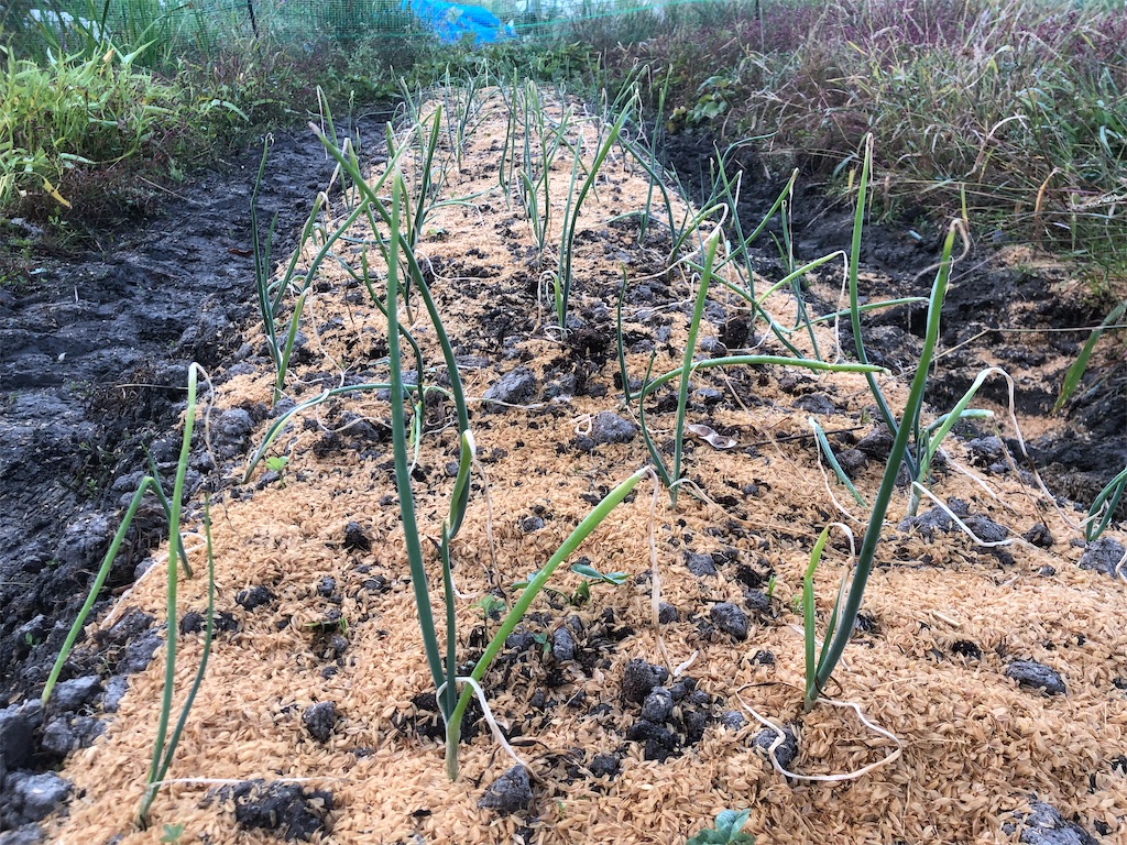 f:id:kotaro1538:20211109194421j:image