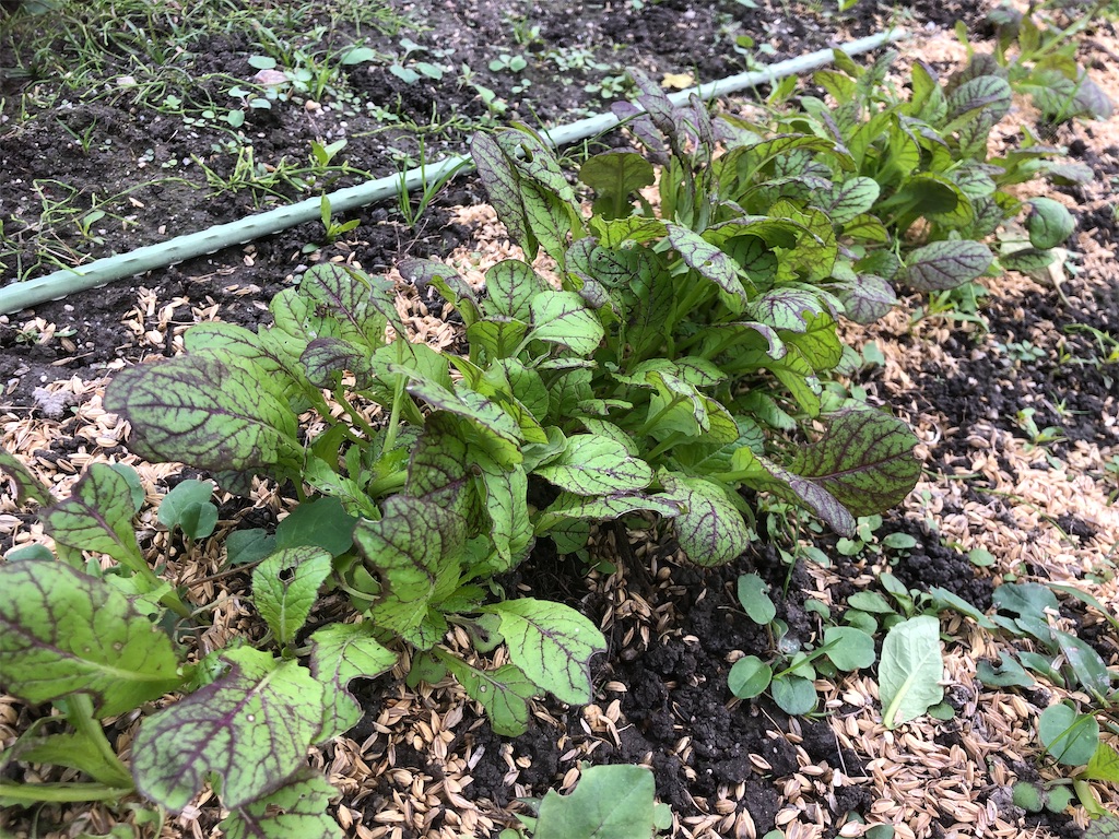 f:id:kotaro1538:20211111062856j:image