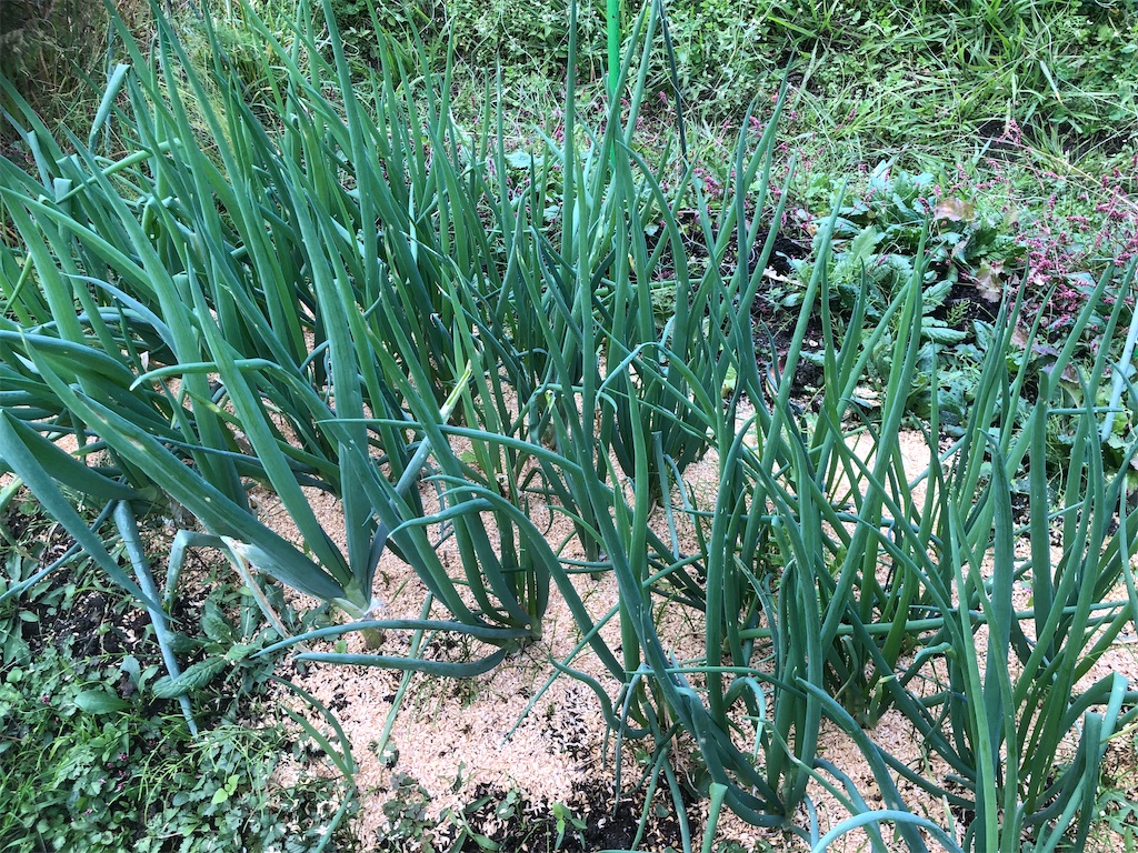 f:id:kotaro1538:20211111062912j:image