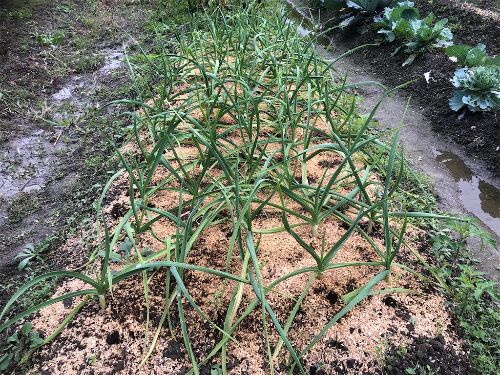 f:id:kotaro1538:20211111062915j:image