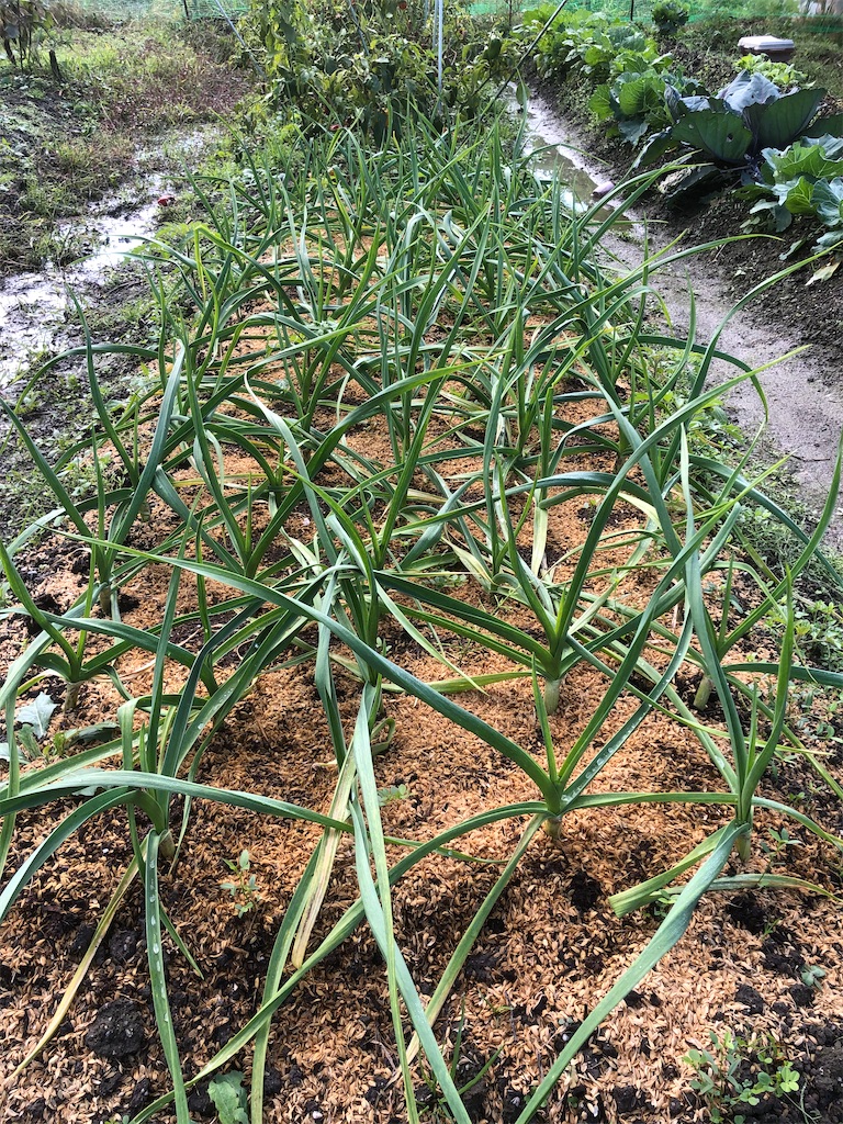 f:id:kotaro1538:20211118113410j:image