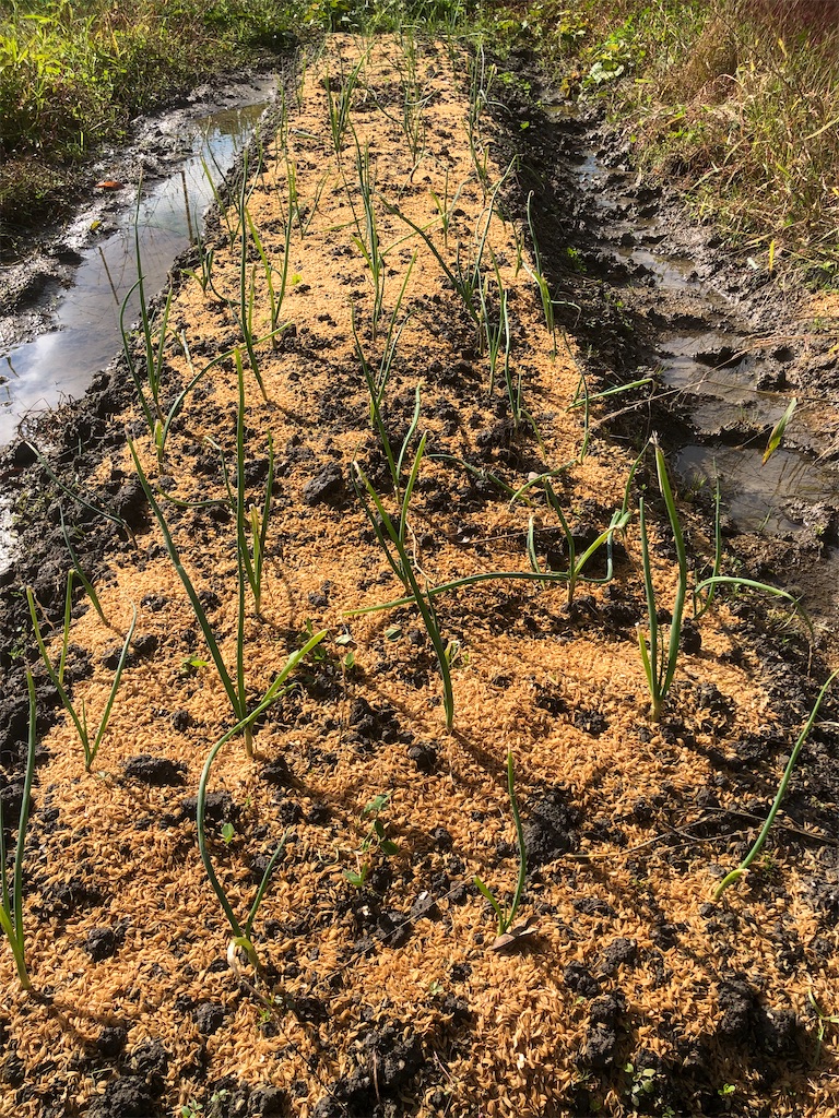 f:id:kotaro1538:20211118113413j:image