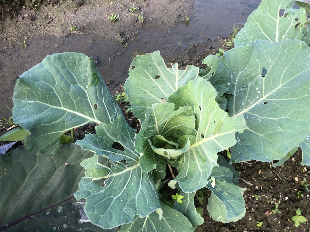 f:id:kotaro1538:20211118113441j:image